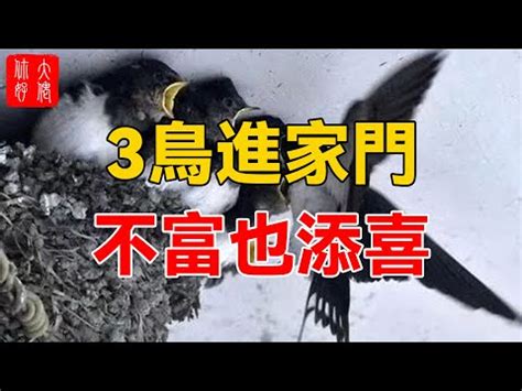 鳥築巢風水|【鳥巢在家】野鳥眷顧，築巢家中預告好運臨門！